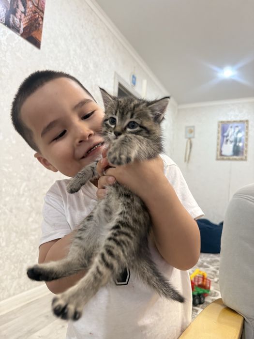 Отдам котят в добрые руки!