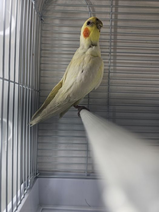 Продам попугая Карелла