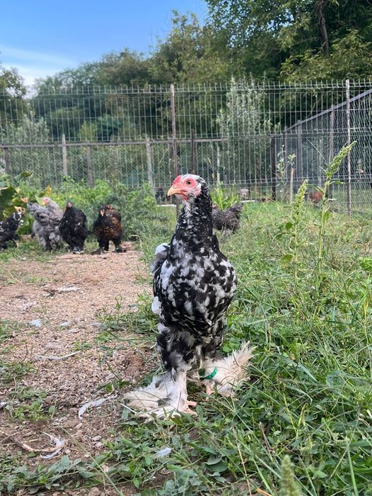 Brahma: porțelan, gold,bobat și barat, respectiv Pinta Pinta: porțelan