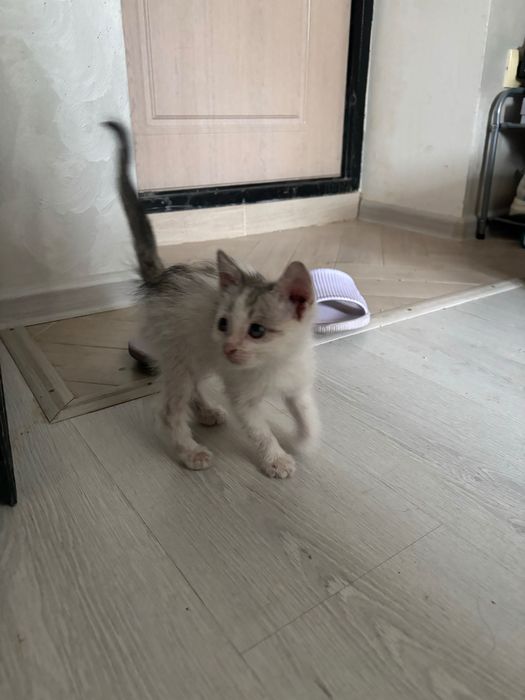 Котенок (в добрые руки)
