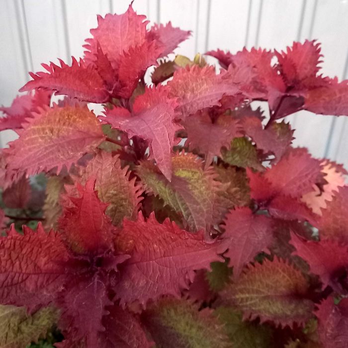 Колеус вегетативный