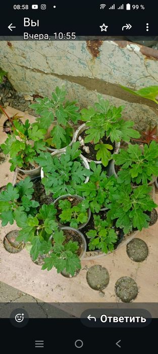 Продам хризантему  и дом цветы