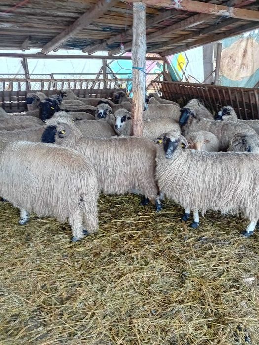 oi tinere de talie mare