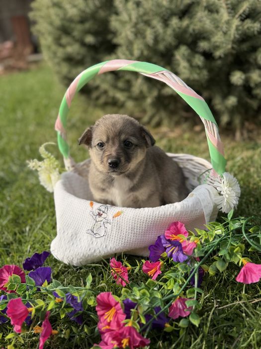 Отдам щеночка в добрые руки