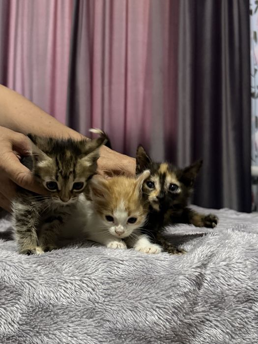 Отдам котят в добрые руки