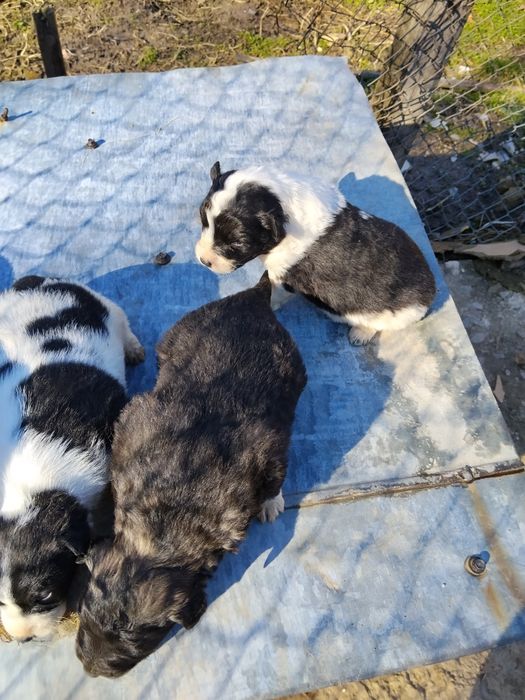 Donez căței frumoși