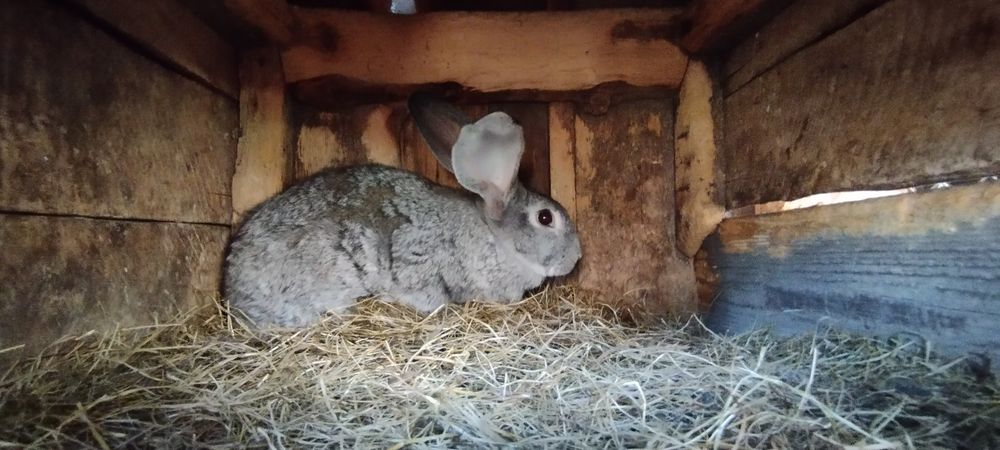 Продам крольчат три с половиной месяца