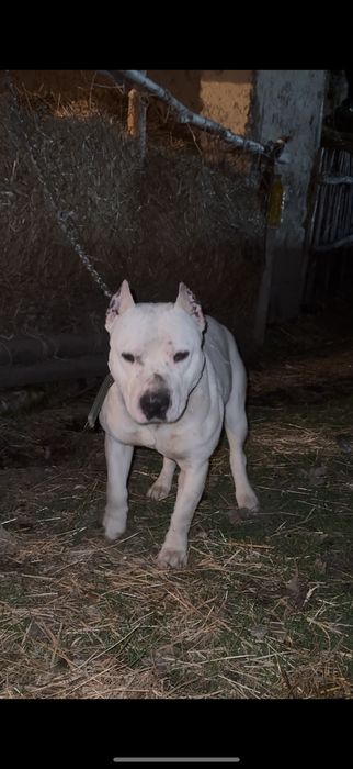 Жақсы ит төбелесіп тұр адам тістемиді