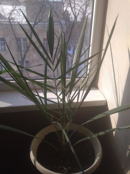 Финиковая пальма