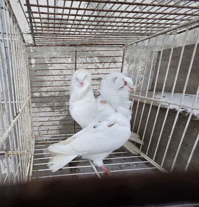 3  perechi de capucini +1 mascul