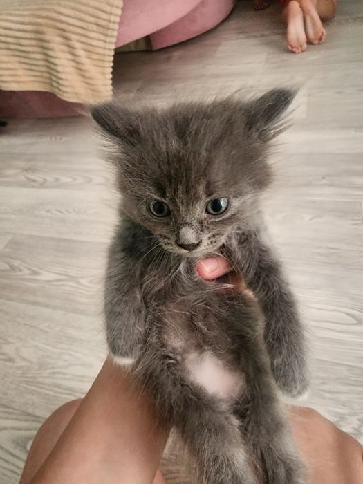 Отдам котят в добрые руки