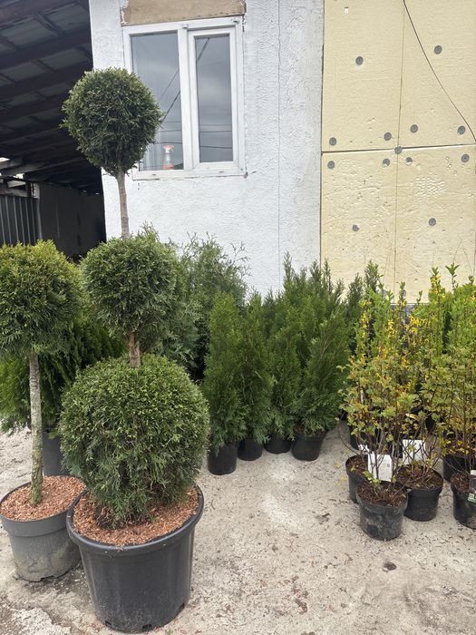 Туя Смарагд — Видео-выбор