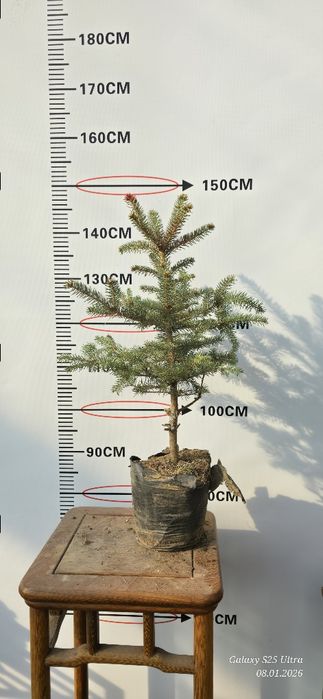 Голубой ель хитойдан биринчи кул