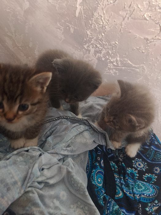 Отдам котят в хорошие руки