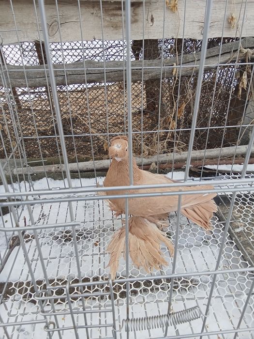 Продам голубей хороших