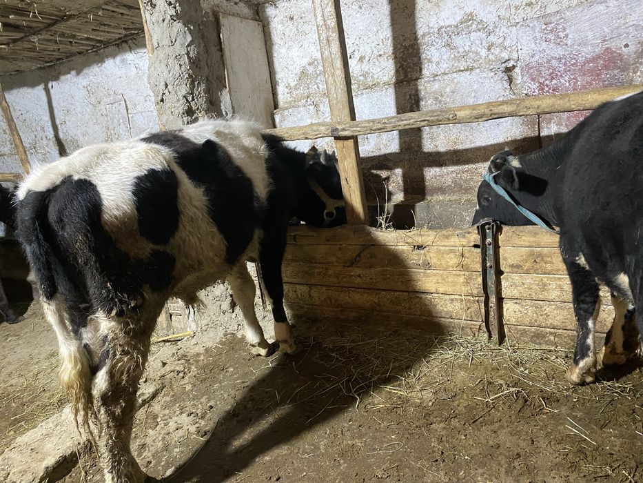 Продам бычки оптом и в разницу