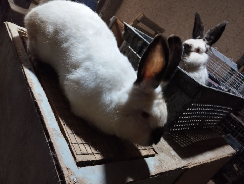 Kaliforniya quyon sotiladi