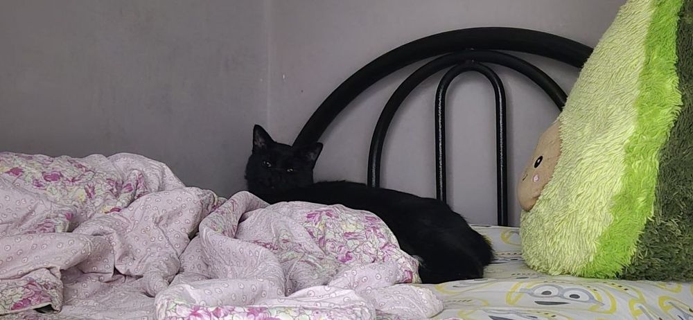 отдаем кота в добрые руки