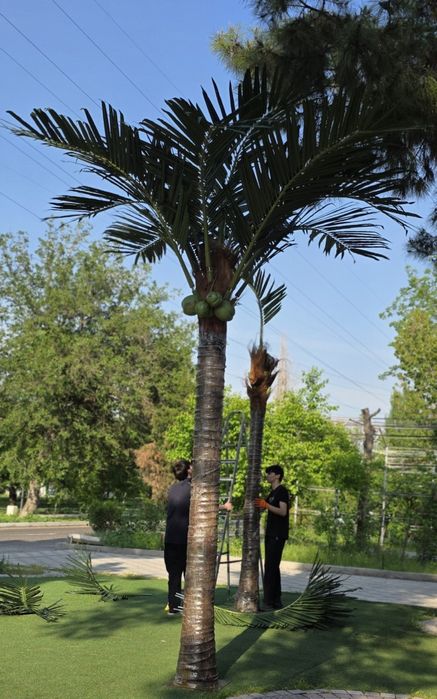 Palma African Park  Suniy darahtlari