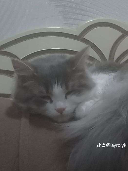 Отдам котенка в добрые руки