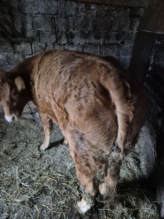 Vand juninca pentru abator