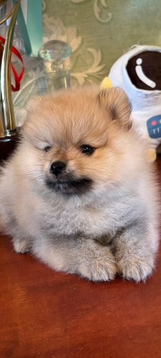 Померанский шпиц