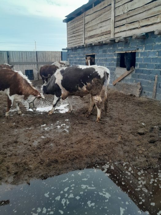 Бұқа, бычок.                                      .