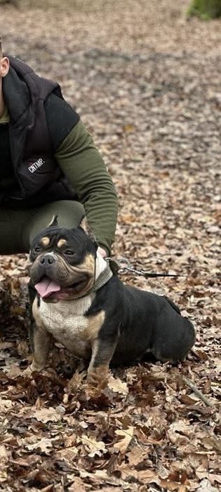 American Bully pocket