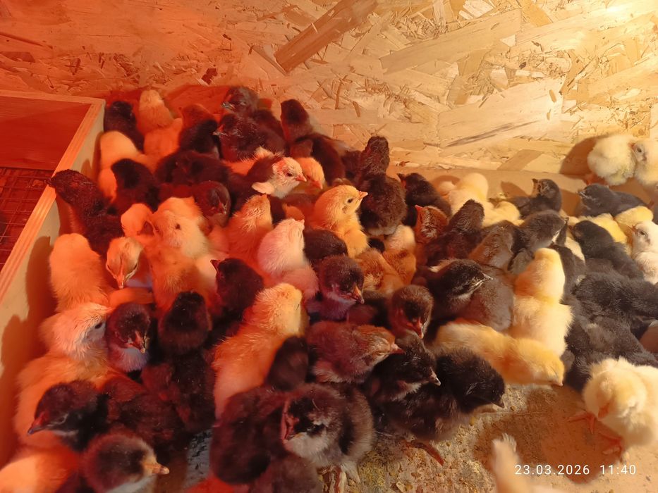 Цыплята породы Брама.