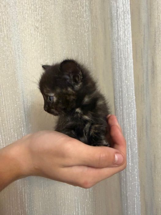 Котята девочки ищут дом