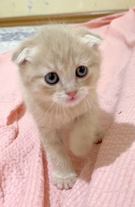 Продам шотланский висалухий