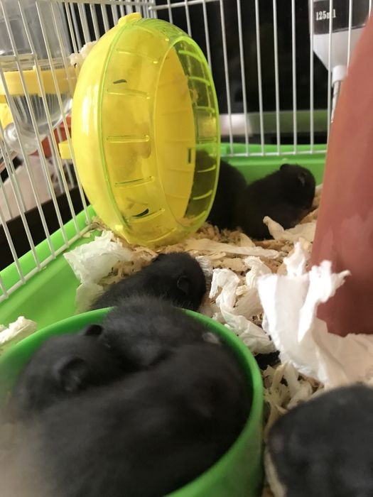 Продам хомяков  сирийский