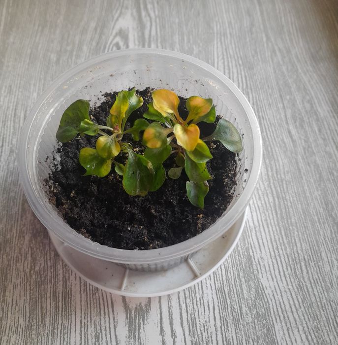 Комнатные цветы (драцена и др.)