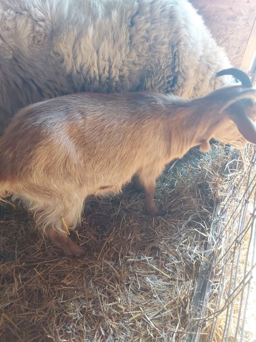 Doua ieduțe spre vânzare