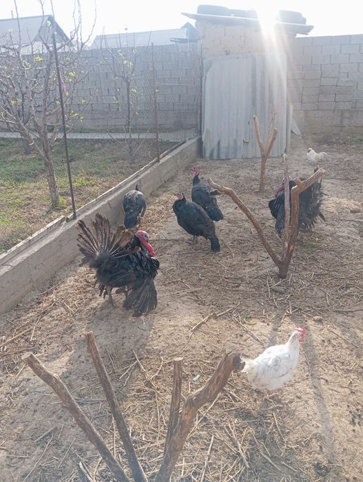 Индюки индюки самец