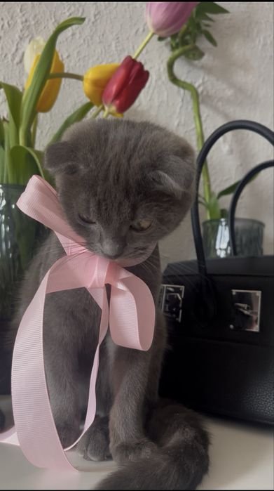 Продаются котята Scottish Fold