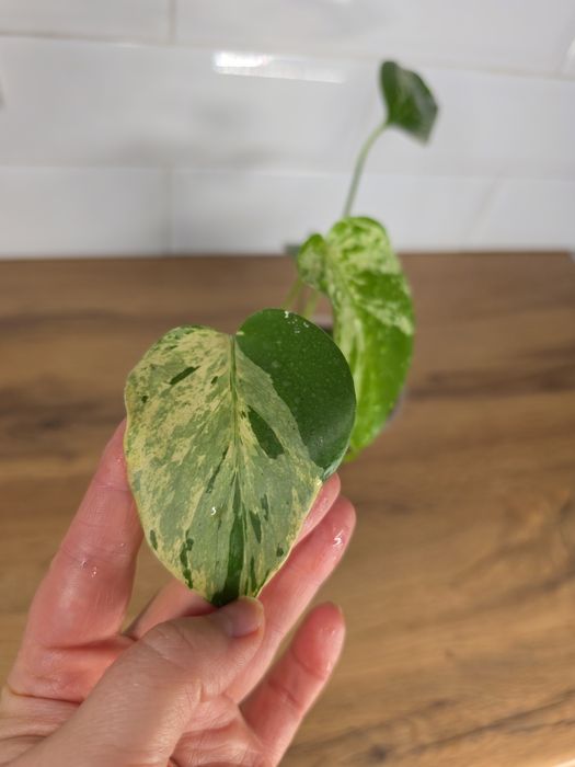 Монстера Бульбазавр (Monstera Bulbasaur)