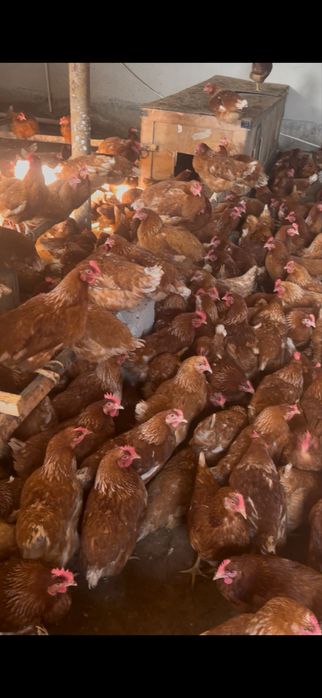 Ломан брауын сатылады