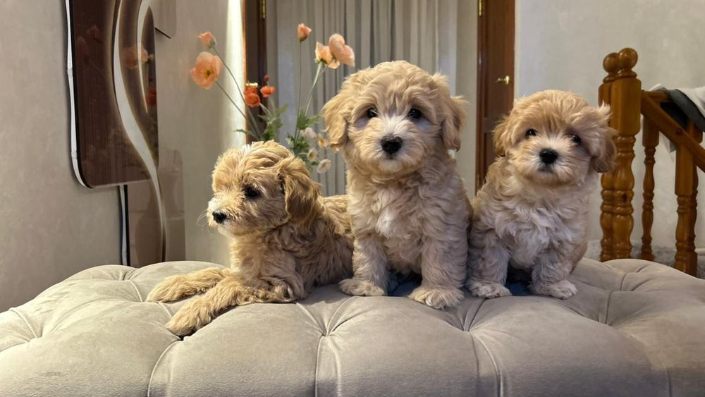 Щенки Мальтипу 1,5мес