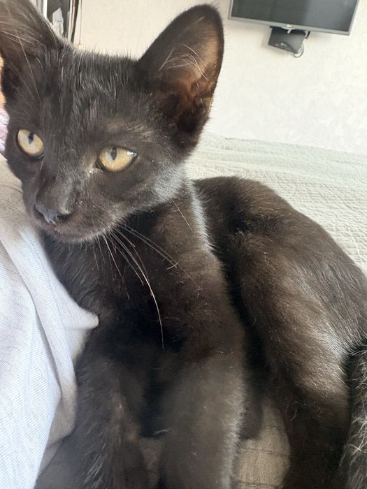 Котенок в добрые руки