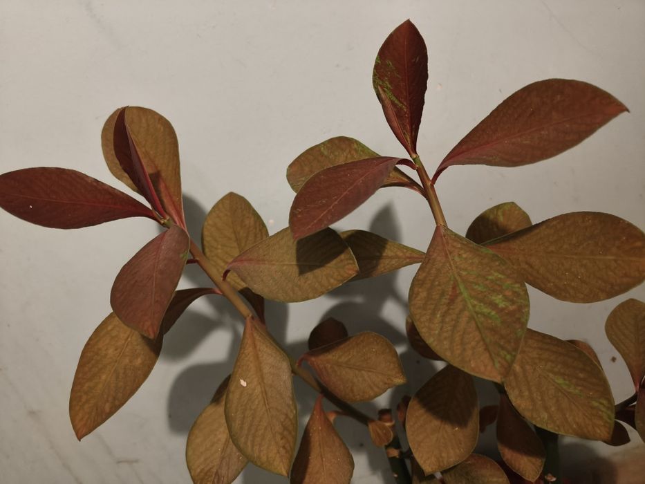 Vand diferite plante