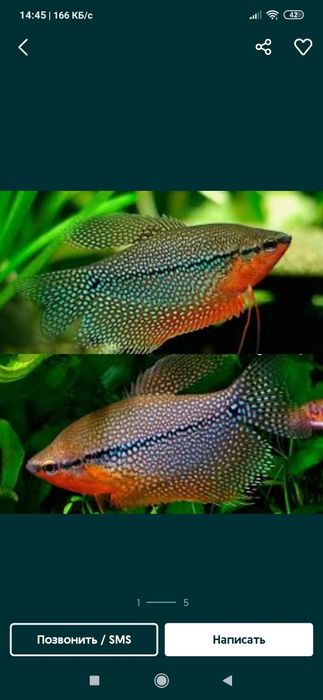 Продам Гурами жемчужные и мраморные