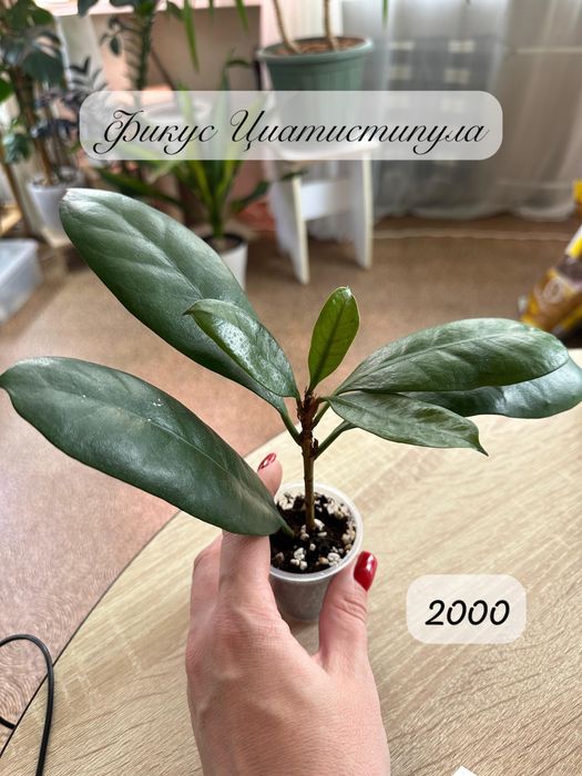 Комнатные растения