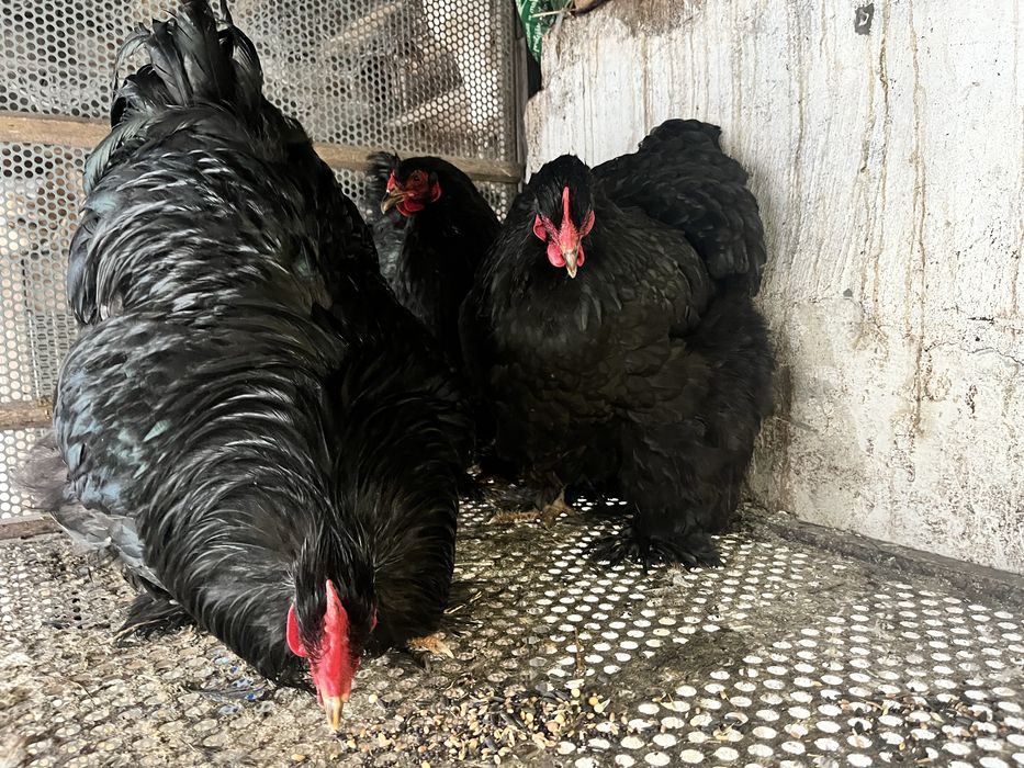 Gaini de vanzare.  Din rasa conchinchina urias