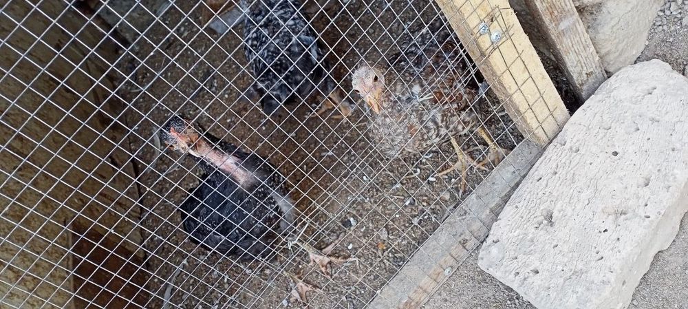 Juja , joʻja , joja , jo'ja lar sotiladi.