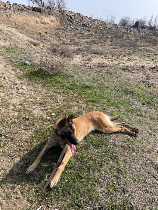 бельгийский овчарка Малинуа