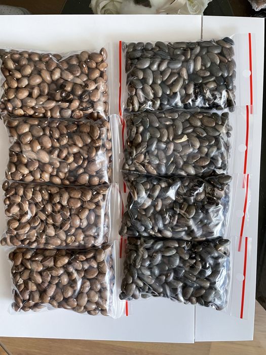 Fasole 250 gr roz pt plantat