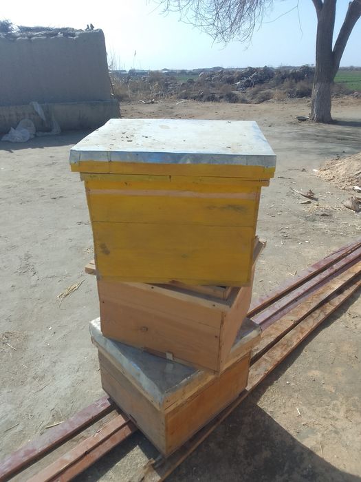 Asalari yashiklari sotiladi