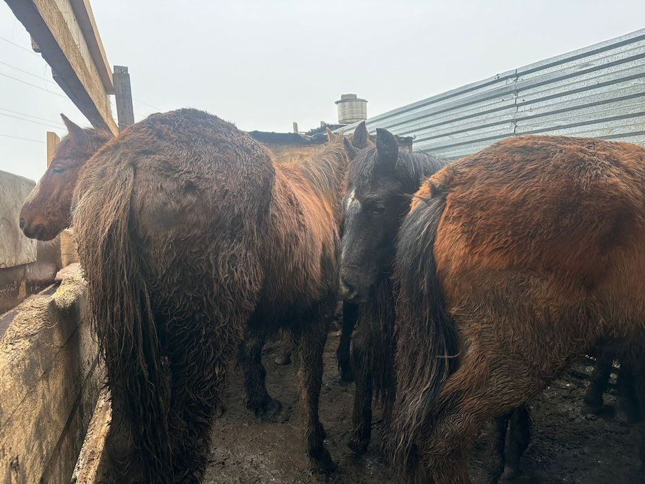 Продам тайлар жемде тұр