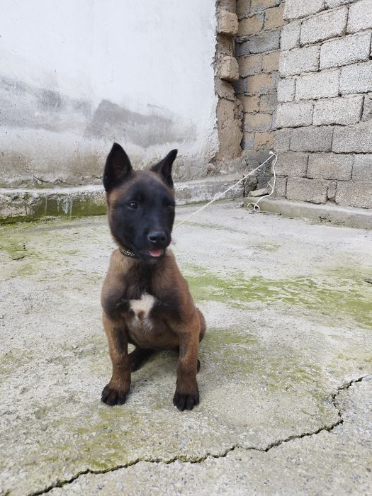 Бельгийский овчарка малинуа